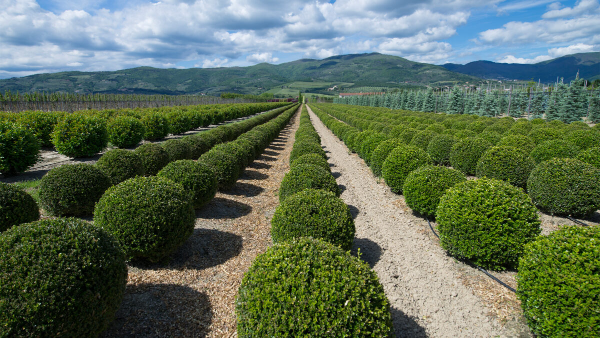 leo_baeume-straeucher-gehoelzer_baumschule-buxus-a-palla