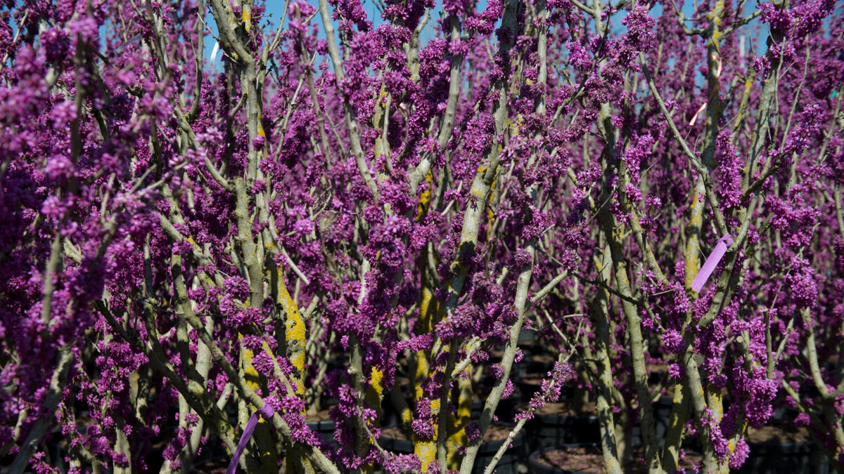 leo_baeume-straeucher-gehoelzer_baumschule-cercis-part