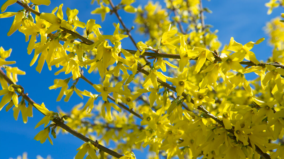 leo_baeume-straeucher-gehoelzer_baumschule-forsythia-intermedia-lynwood